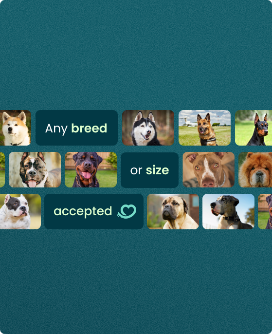 Mosaic of dogs of every breed and size — all accepted