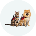 Cat and dog in support vests
